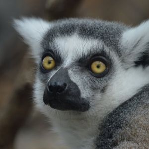 Lemur catta close-up