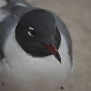 Leucophaeus atricilla megalopterus