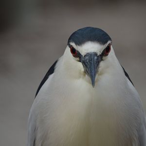 Nycticorax nycticorax