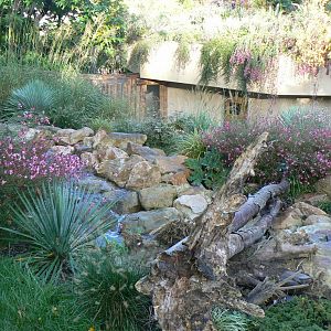 Tasmanian devils exhibit