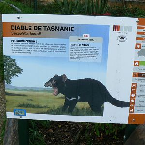 Tasmanian devils exhibit