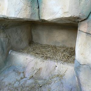 Tasmanian devils exhibit