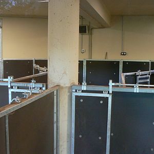 Tasmanian devils exhibit