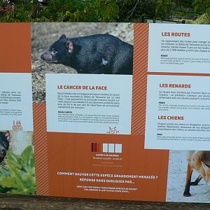 Tasmanian devils exhibit