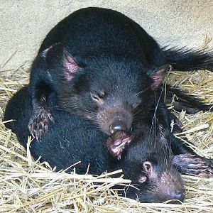 Tasmanian devils