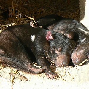 Tasmanian devils
