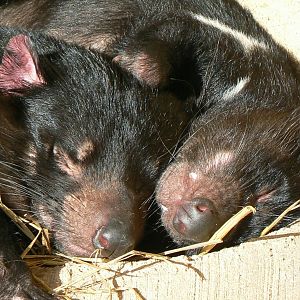 Tasmanian devils