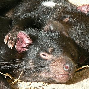 Tasmanian devils