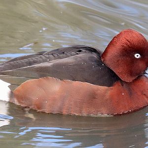 Ferruginous duck; Barnes; 13th March 2020