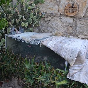 Terrarium for Eumeces schneideri