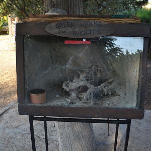 Nose-horned viper terrarium