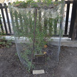 Mediterranean chameleon exhibit