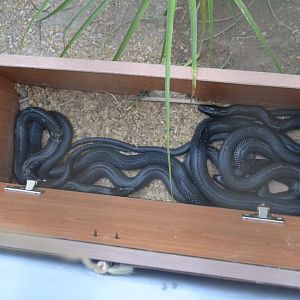 Black whip snakes