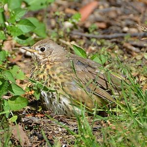 NZ  Song thrush.  (Introduced species)