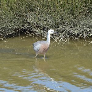 White-fronted heron.  (Introduced)