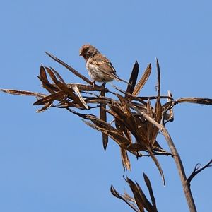 Redpoll   (Introduced)