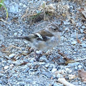 Female chaffinch  (Introduced)