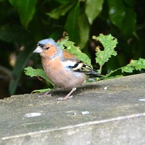 Male chaffinch  (Introduced)