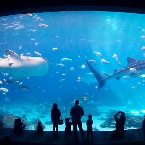 Sep. 2019 - Ocean Voyager - Last View