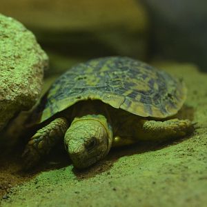 African Pancake Tortoise - December 2014