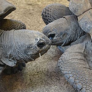 Aldabran Giant Tortoise - December 2014