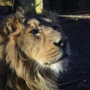 Asiatic Lion - December 2014