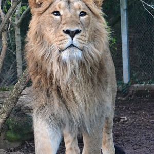 Asiatic Lion - December 2014
