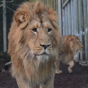 Asiatic Lion - December 2014