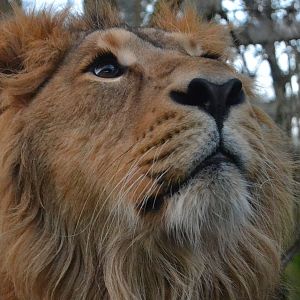 Asiatic Lion - December 2014