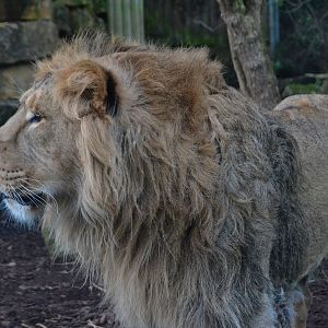 Asiatic Lion - December 2014