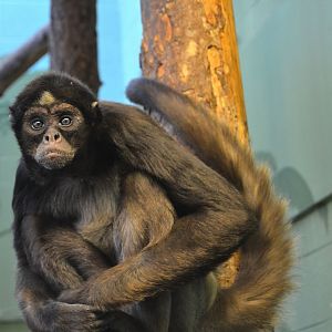 Colombian Brown Spider Monkey - December 2014