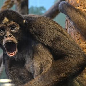 Colombian Brown Spider Monkey - December 2014