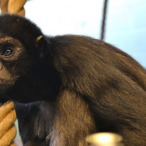 Colombian Brown Spider Monkey - December 2014