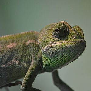 Common Chameleon - December 2014