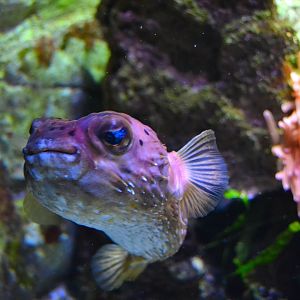 Freckled Porcupinefish - December 2014