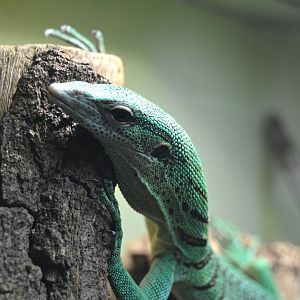 Green Tree Monitor - December 2014