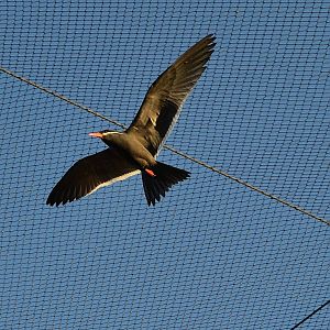Inca Tern - December 2014