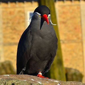 Inca Tern - December 2014