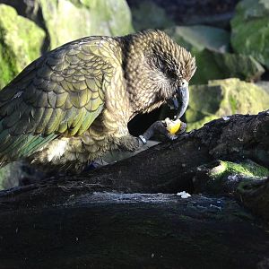 Kea - December 2014