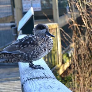 Marbled Teal - December 2014