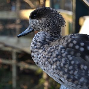 Marbled Teal - December 2014