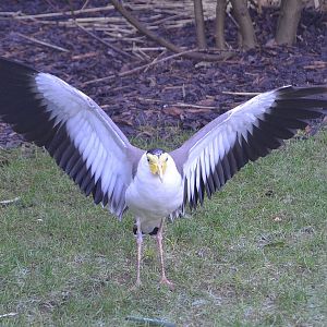 Masked Lapwing - December 2014