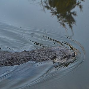 North American River Otter - December 2014