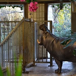 Pygmy Hippopotamus - December 2014