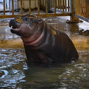 Pygmy Hippopotamus - December 2014