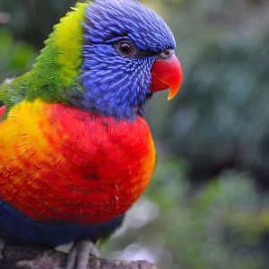 Rainbow Lorikeet - December 2014