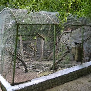Racoon exhibit