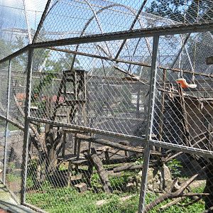 Green monkey exhibit