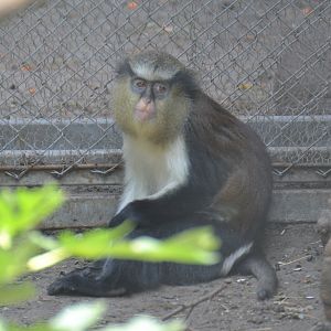 Mona monkey