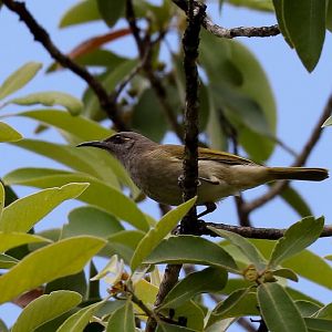 Brown Honeyeater
